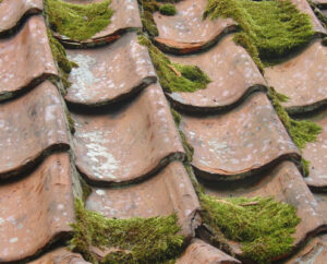mousse toiture